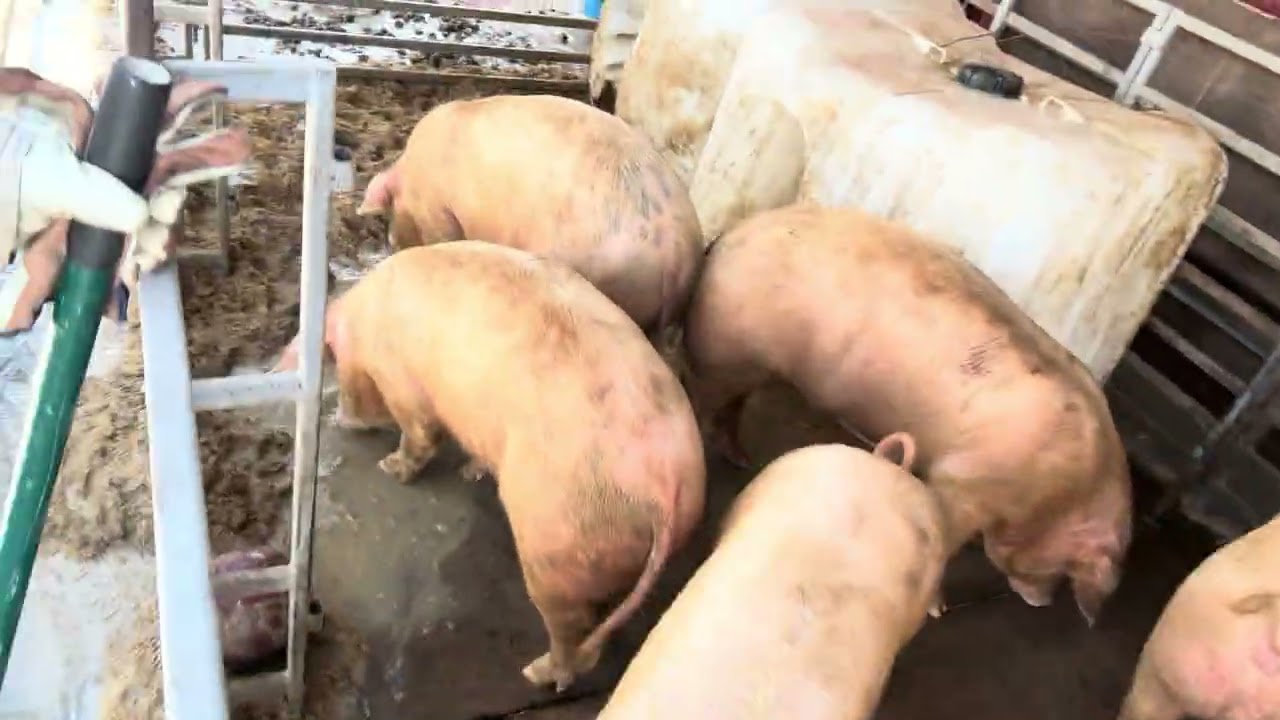 #Yuck!! I’ve been cleaning frozen pig pens alll morning.