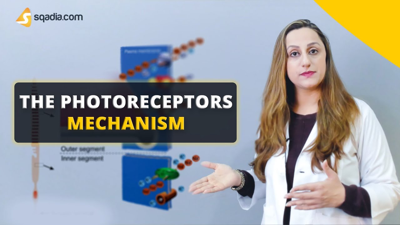 The Photoreceptors Mechanism | Physiology Video | Medical Education | V-Learning&trade;