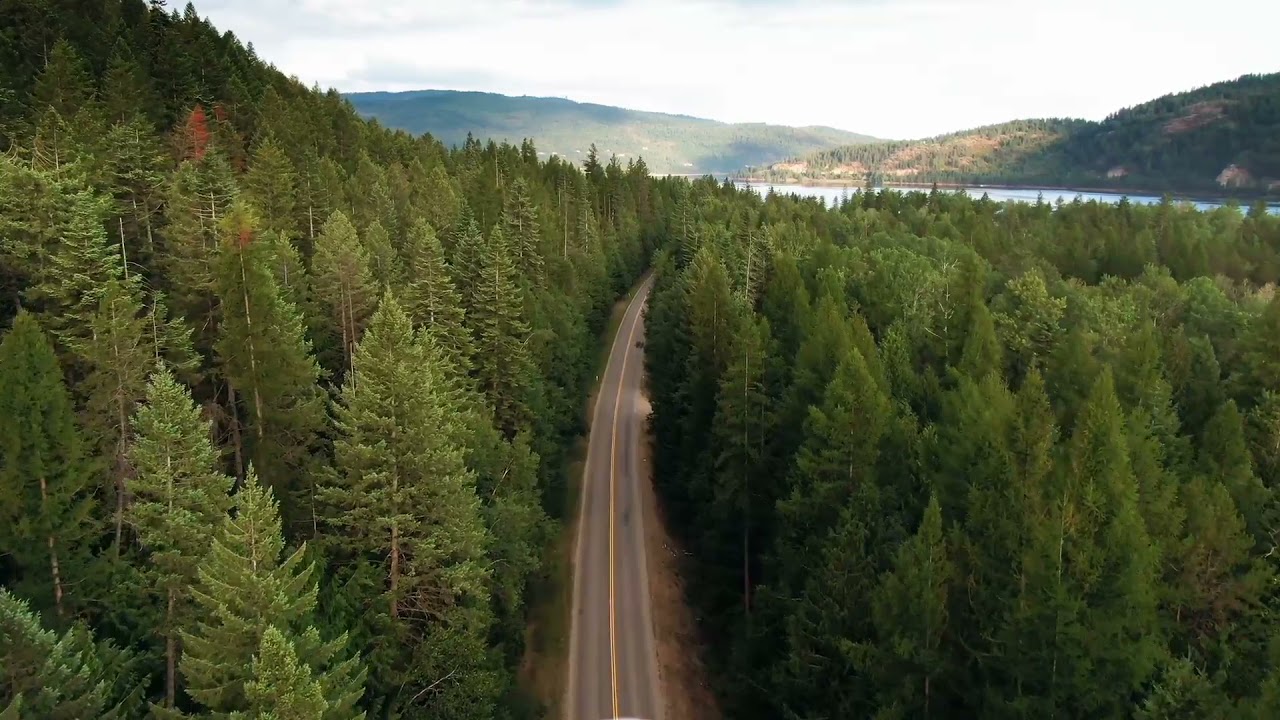 forest road free stock footage | forest free video