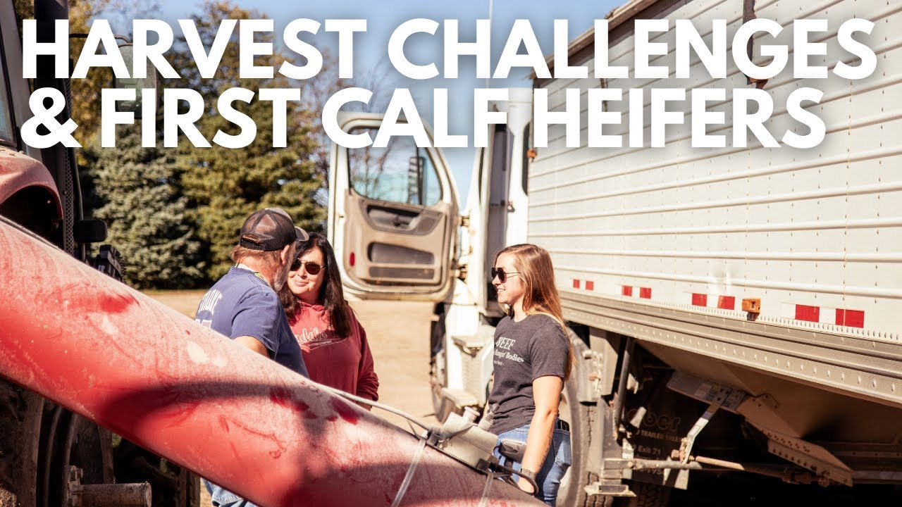 Corn harvest challenges & first calf heifers | Day in the life of a 28 year old farmer