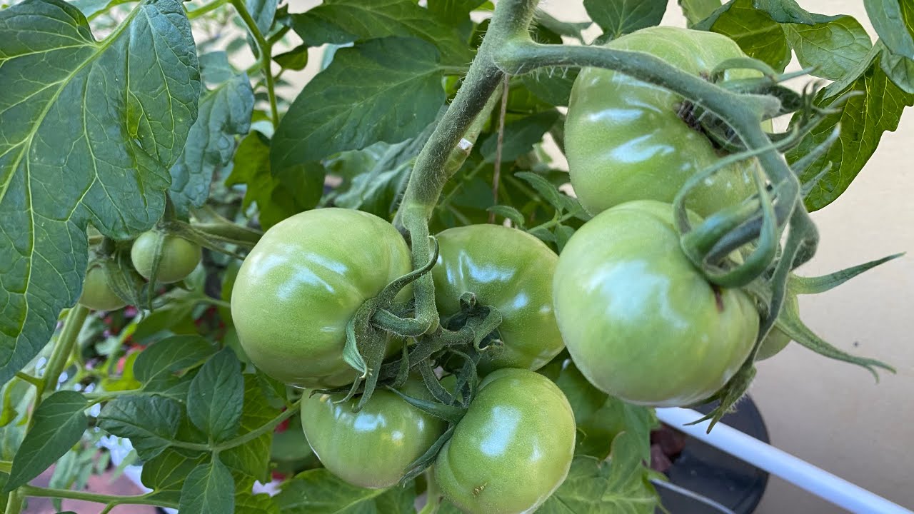 Dutch Bucket Tomatoes - Hydroponic 2020