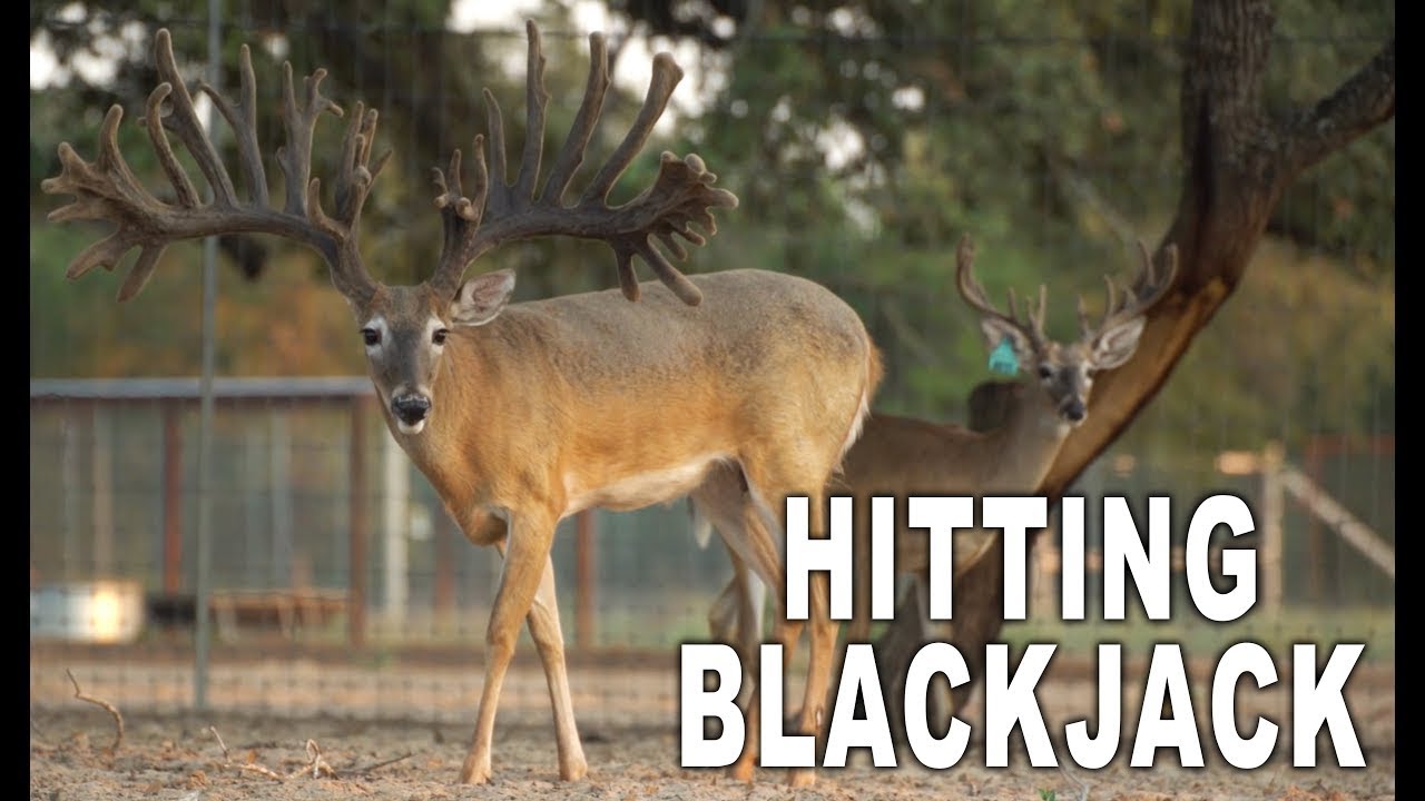 Hitting Blackjack in the Deer Business | Deer Farming Channel