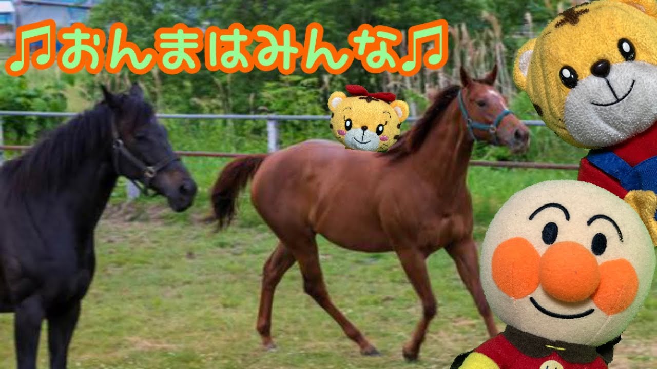 【おんまはみんな】はなちゃん動物園でおうまさんに乗ろう！しまじろう、アンパンマンたちと童謡おんまはみんなを一緒に歌おう！