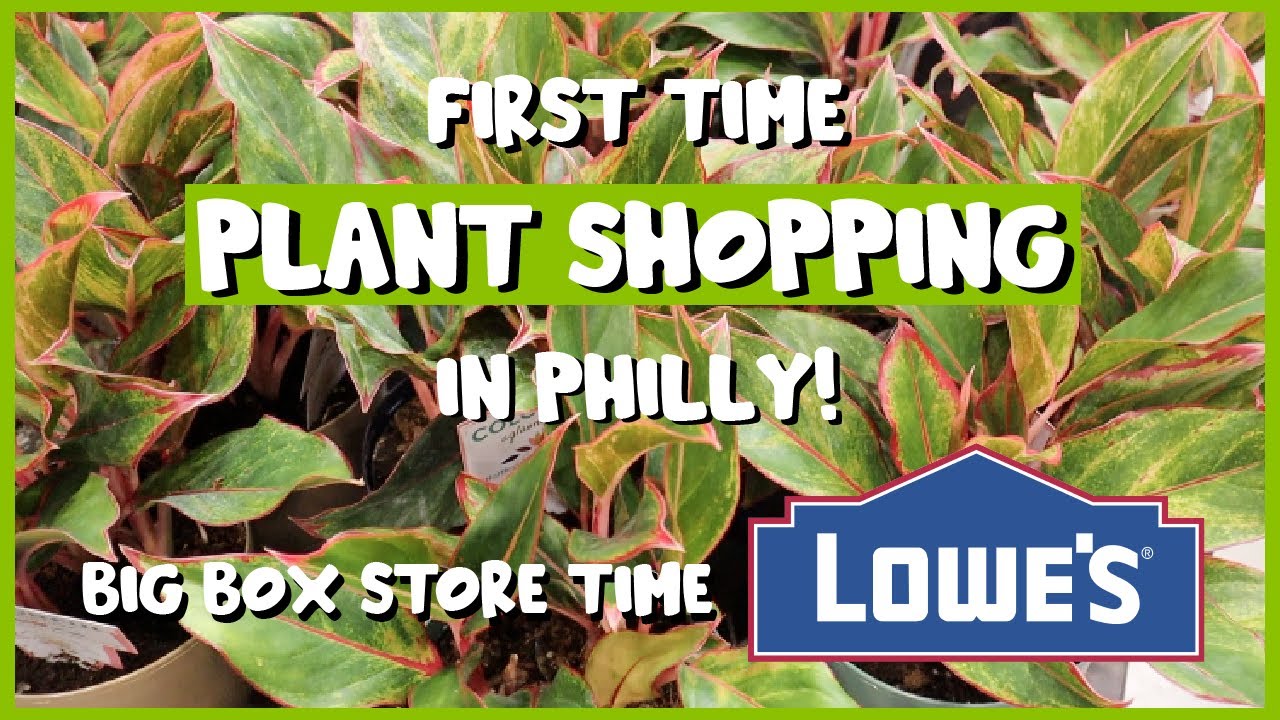 First Time PLANT SHOPPING in Philly!! | Big Box Store Edition