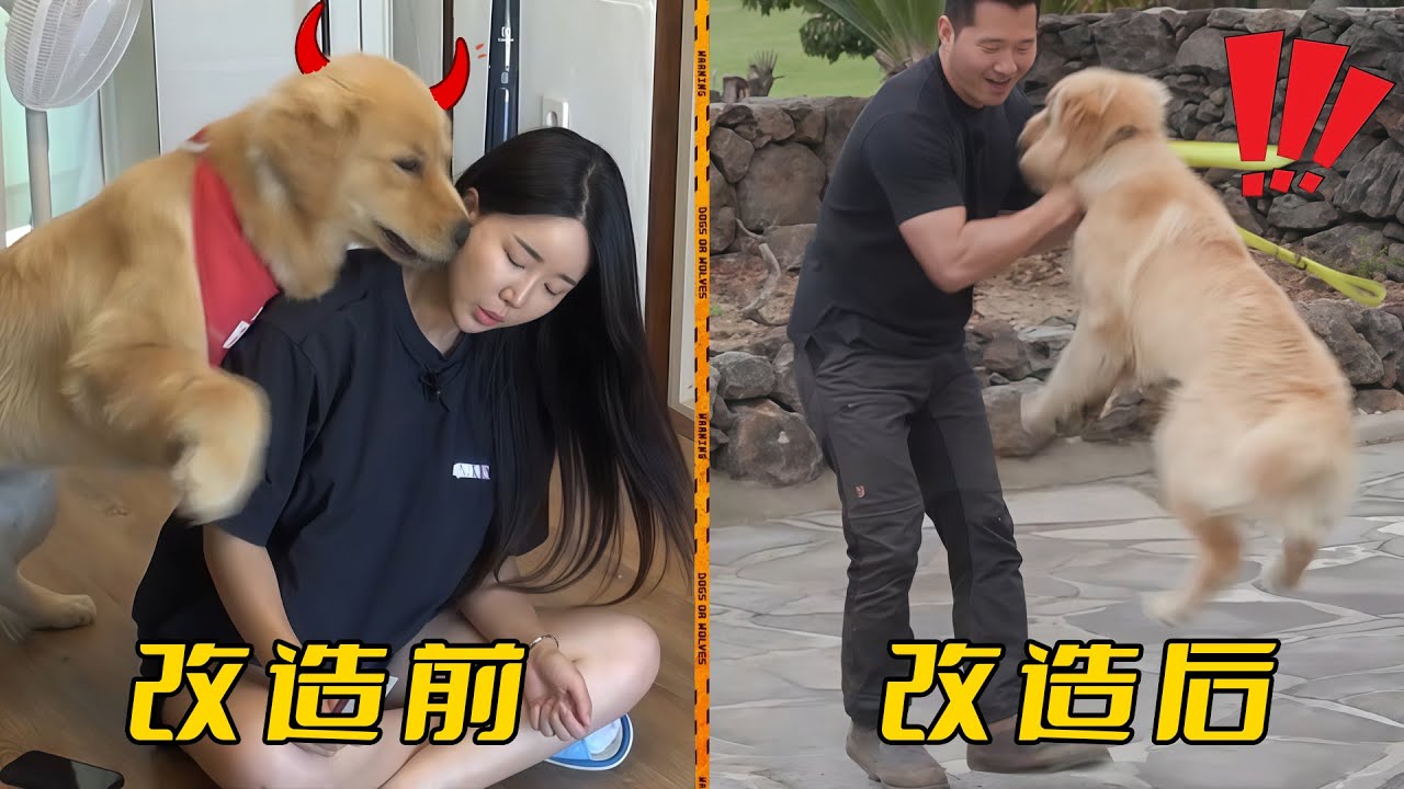 訓犬師手提70斤狗震驚主人，他卻說這只是玩耍方法，養金毛就是要粗暴一點