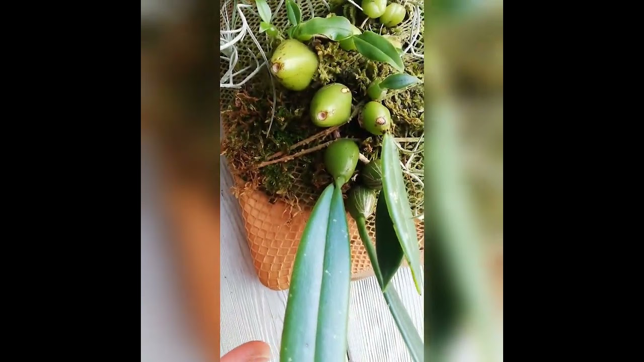 Триас пикта и бульбофиллум на блоке