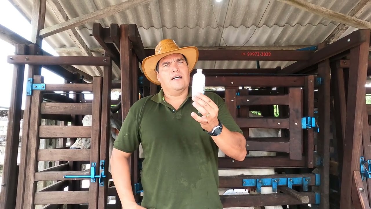 Vacinação de vacas contra manqueira