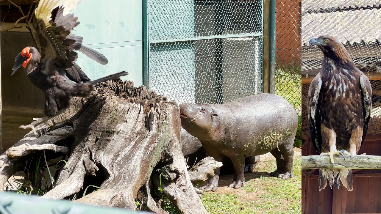 Jardim Zoológico no Porto - Zoo Santo Inácio Avintes, Portugal 2023 4K 60fps HDR