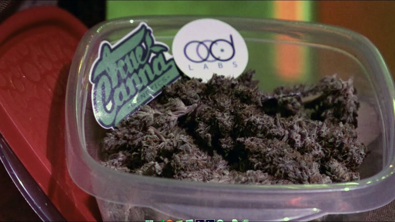 2014 HIGH TIMES Amsterdam Cannabis Cup: Highlights Part 2