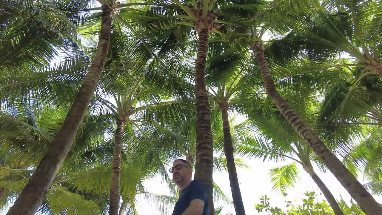 60 Minutes Looking Up at Palm Trees | Calm Nature View [Study, Sleep, Relaxion]