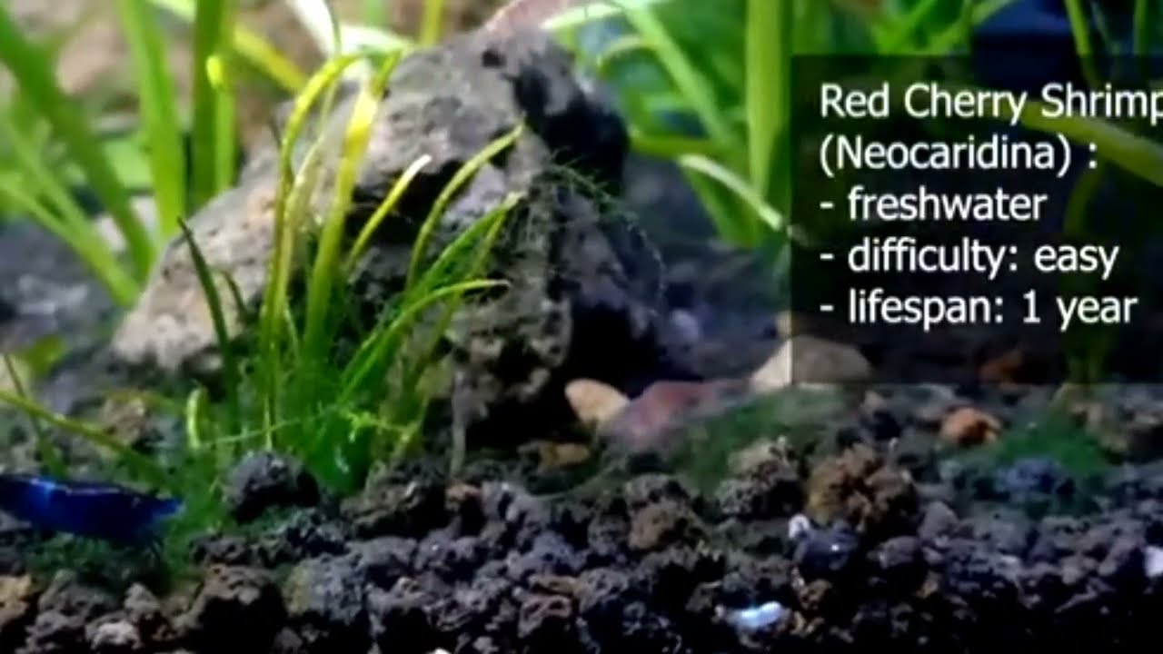 trik memelihara udang RCS di aquarium,ikan hias air tawar