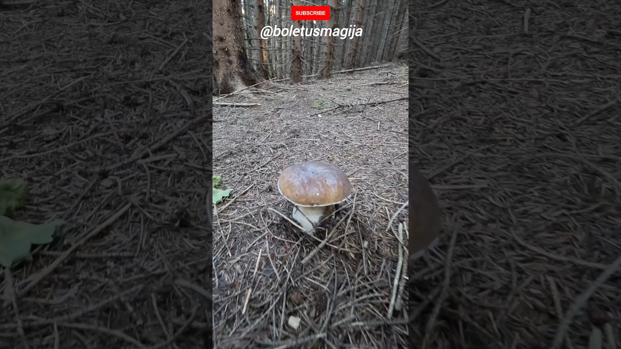 Penny bun, Cep/Porcino #shorts #new #nature #forest #trending #foryou #wood #c&egrave;pes #mushroom #pilze