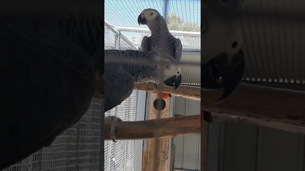African Grey Parrot Breeding farm #shorts #parrot #Breeding