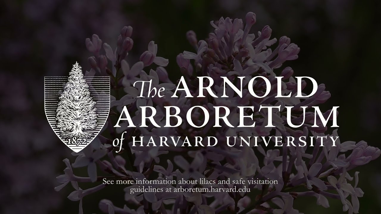 The Lilacs of the Arnold Arboretum: A Season of Bloom (2021)