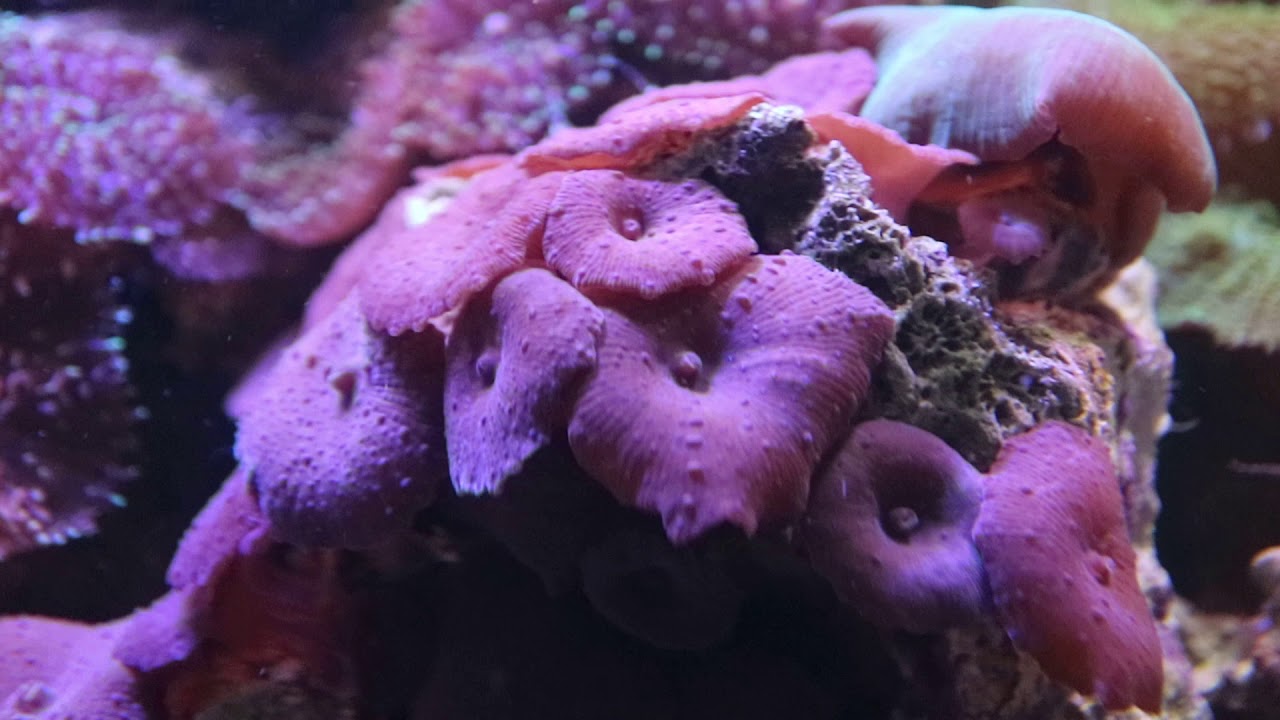 Морской аквариум. Мурена-ехидна звездчатая (лат. Echidna nebulosi).