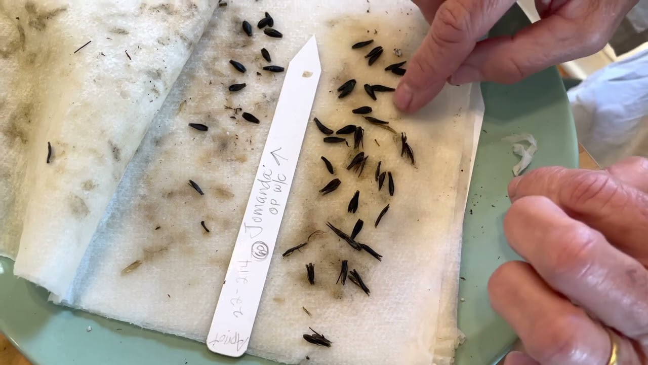 134. Checking in on Seeds that I'm Germinating.
