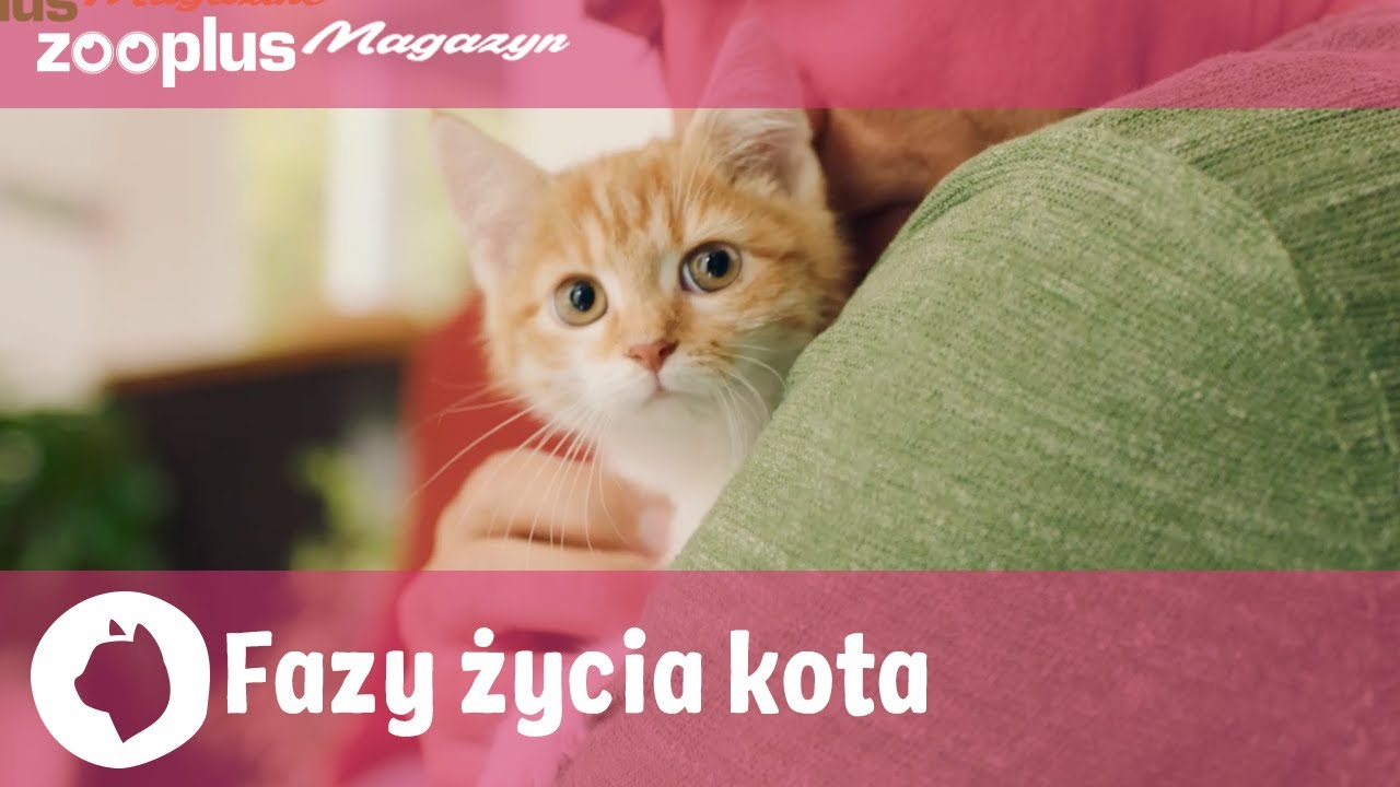 Od kociaka do seniora: Fazy życia kota | zooplus.pl