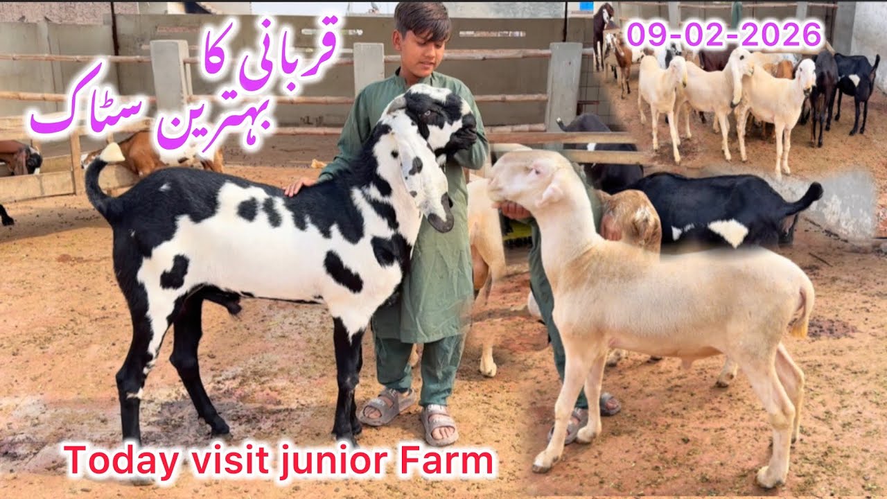 Junior Farm Full Tour + Barkat Sale Point Update | Fresh Animals Available
