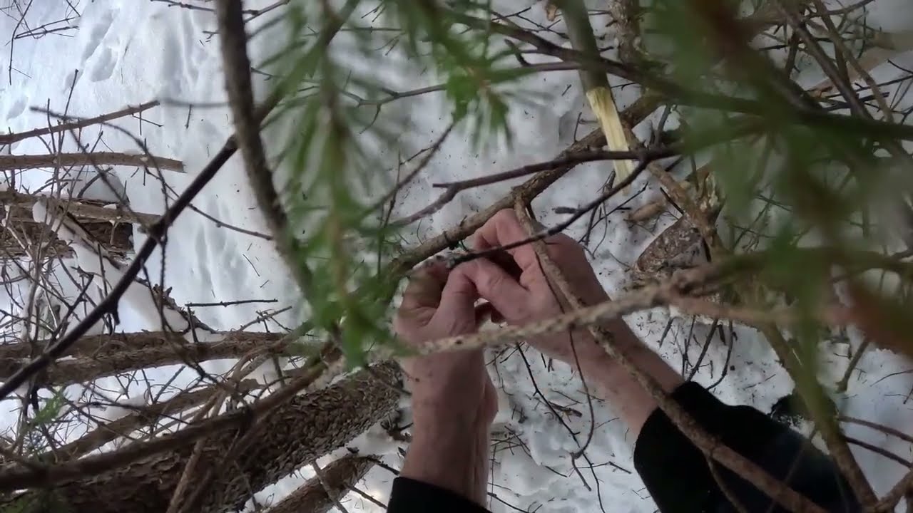 Ньюфаундленд, Проверка и установка ловушек для кроликов и рысей, 23 января 2026 г., часть 1.