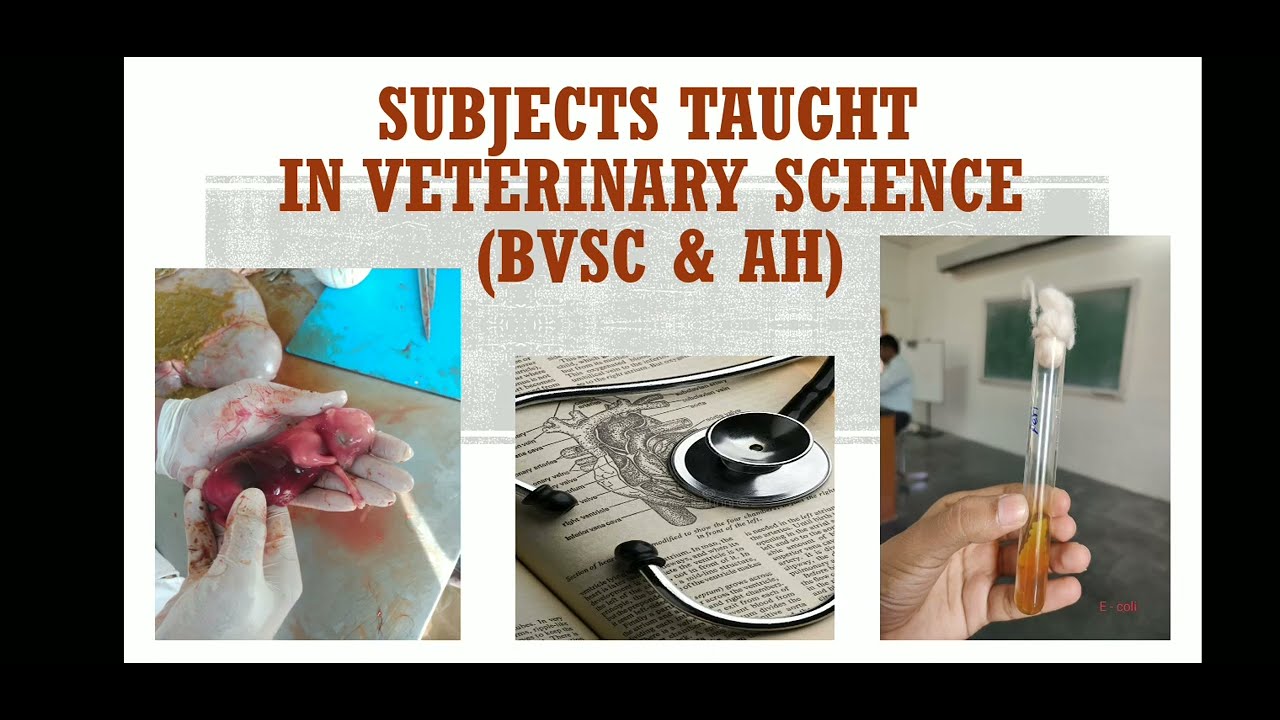 Subjects in Veterinary science : BVSC & AH #neet #vet #veterinary #bvsc #share 