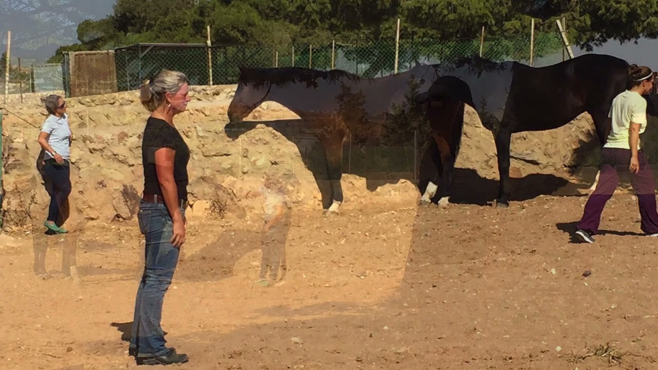Saifi Stables Horses for the Soul