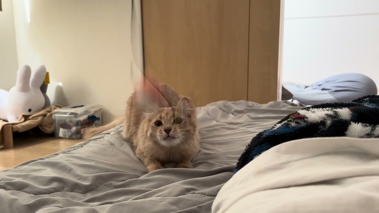 猫釣り