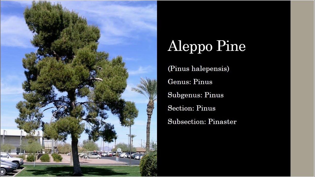 Aleppo Pine