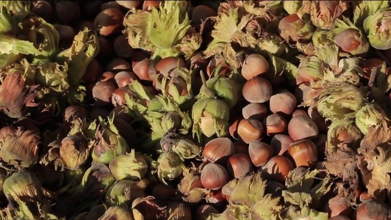 Terroir - Creuse : une noisette à sauver !