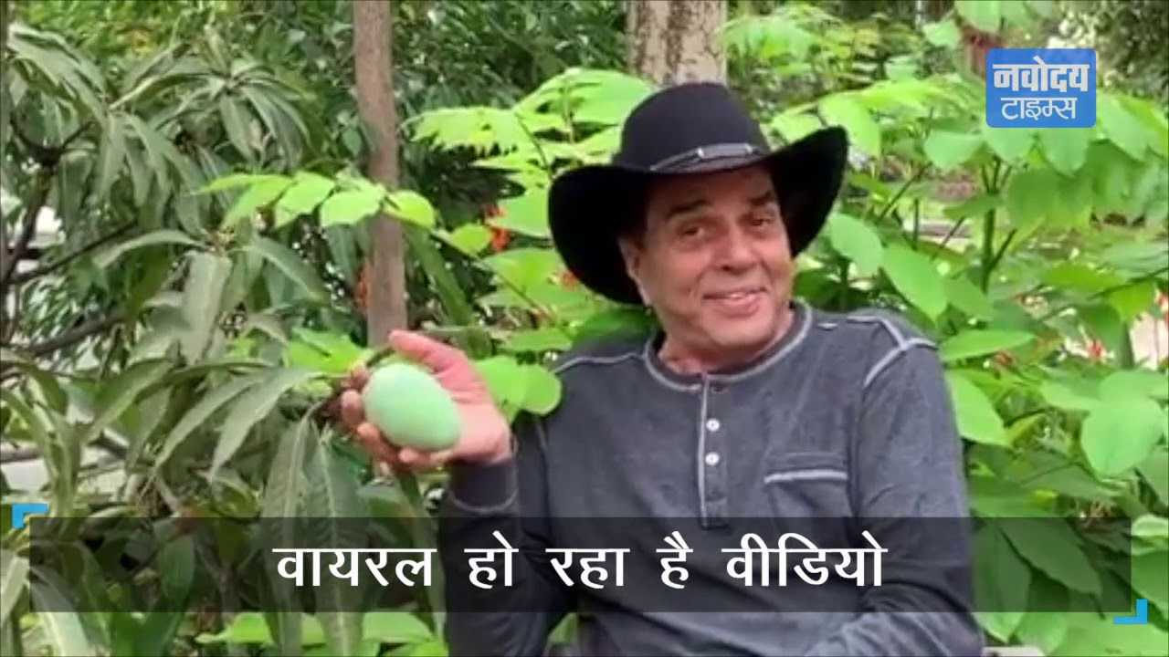 Away from Bollywood, Dharmendra is doing farming, see how fans can see the mangoes in his garden.