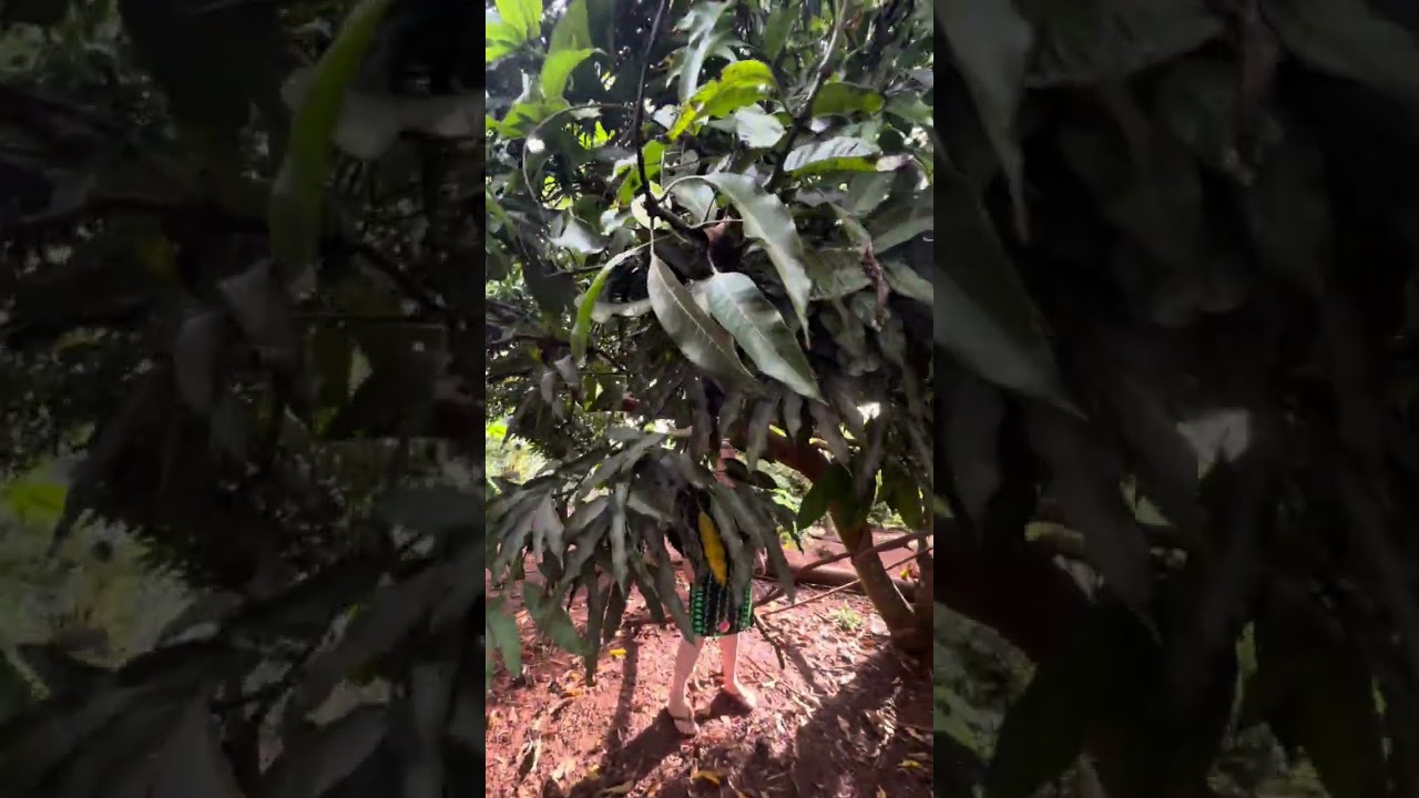 Cobra verde come ovo ou não? Mistério do ovo em lugar estranho#sítio 