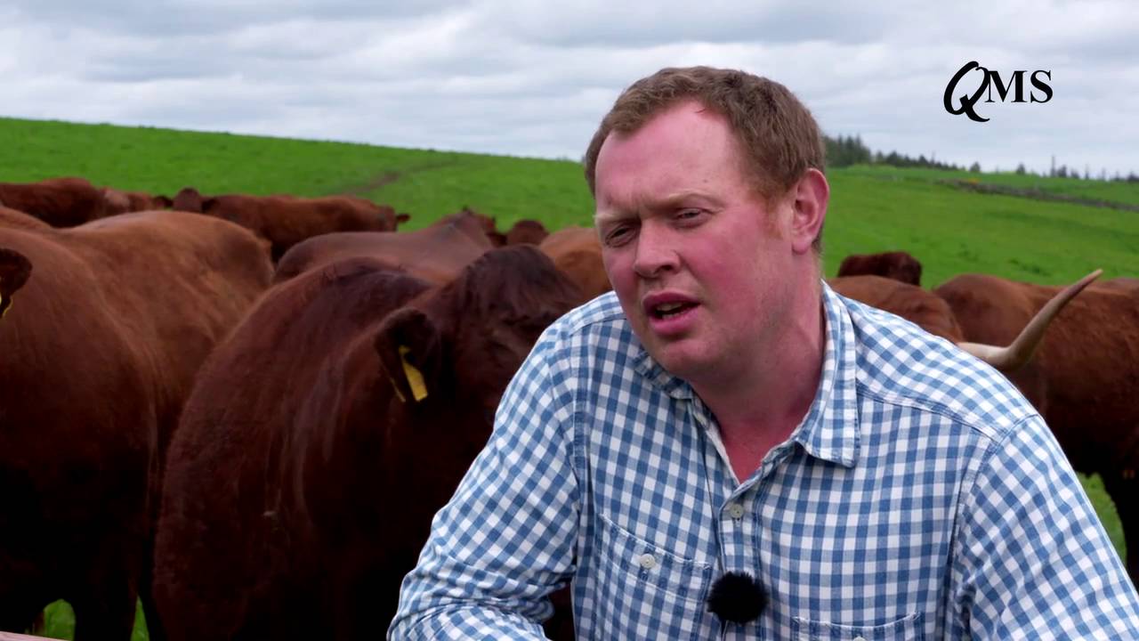 Scotch Beef Farm of the Year - Darnford