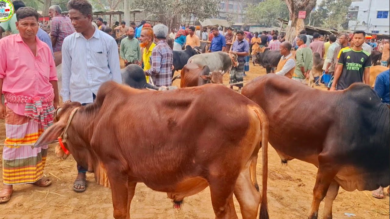 আজ ৯/৩/২৬ | চট্রগ্রামের খামারী কেমন দামে মাঝারি সাইজের ষাঁড় কিনছেন | আমবাড়ী হাট 