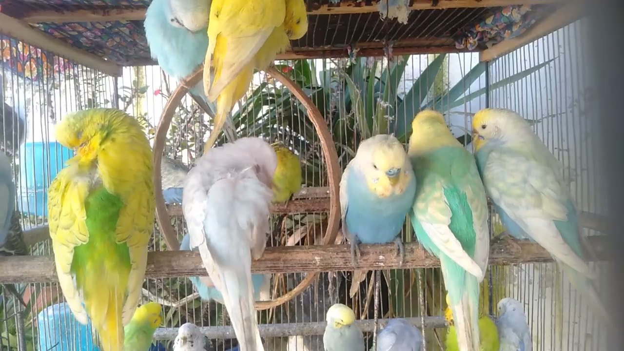 🐤日常ケアを変えた瞬間 → 衝撃リアクション