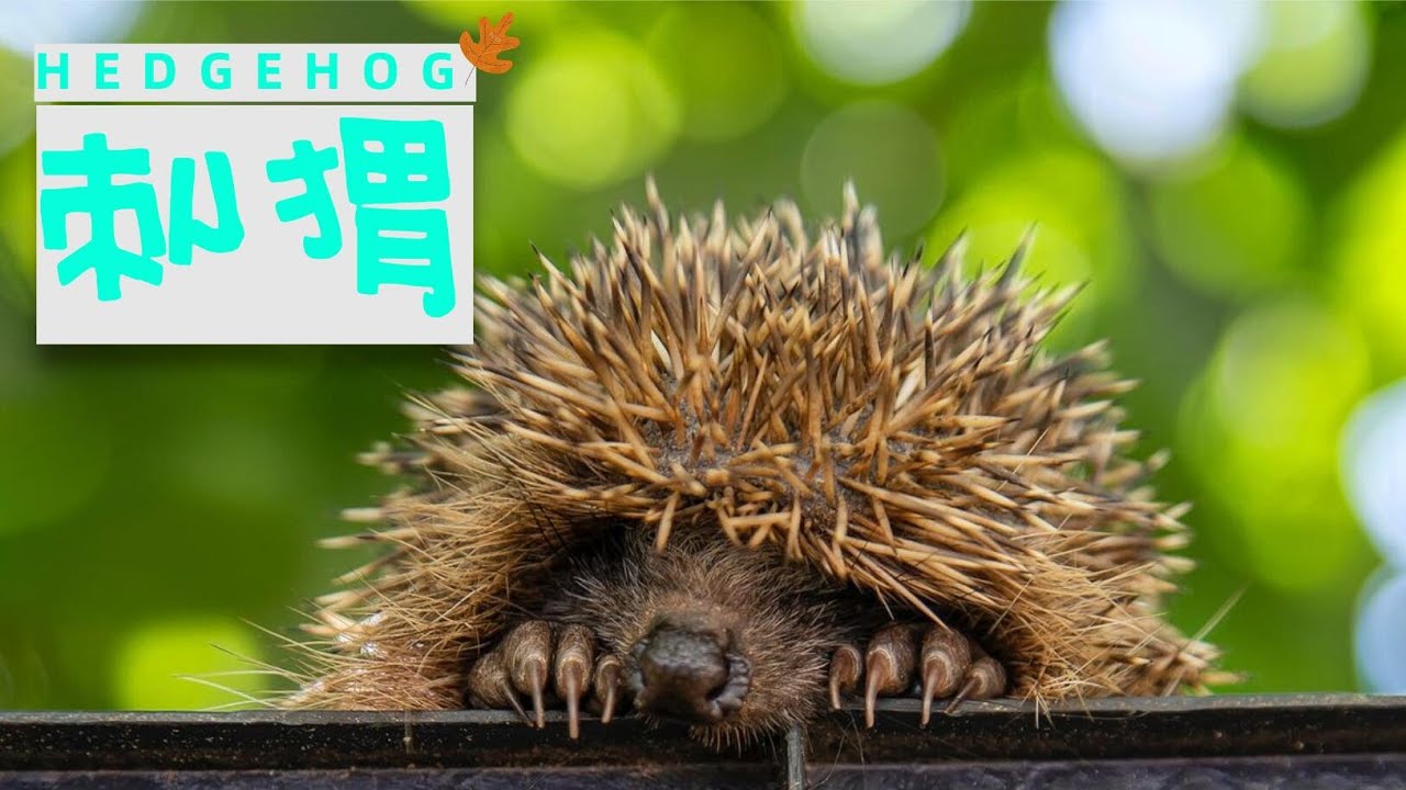 刺猬|||可爱的带刺生物