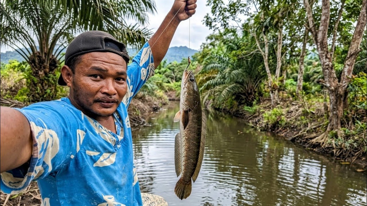 NAJUR GABUS DI SAAT AIR SUNGAI MULAI SURUT||Suasana Goro Di Kampung 