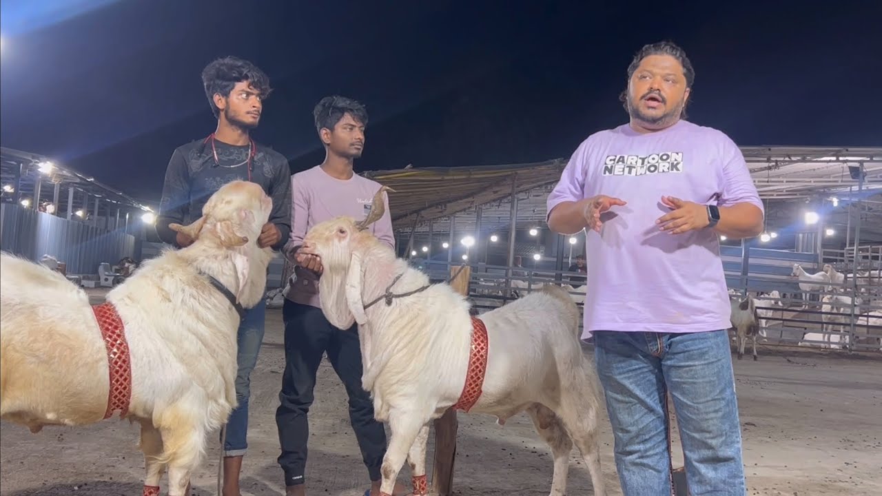Show Stoppers Of ARMF | India Best Abdul Goats Prepared By Rehman Mistry | Send Your 2025 Goats Now