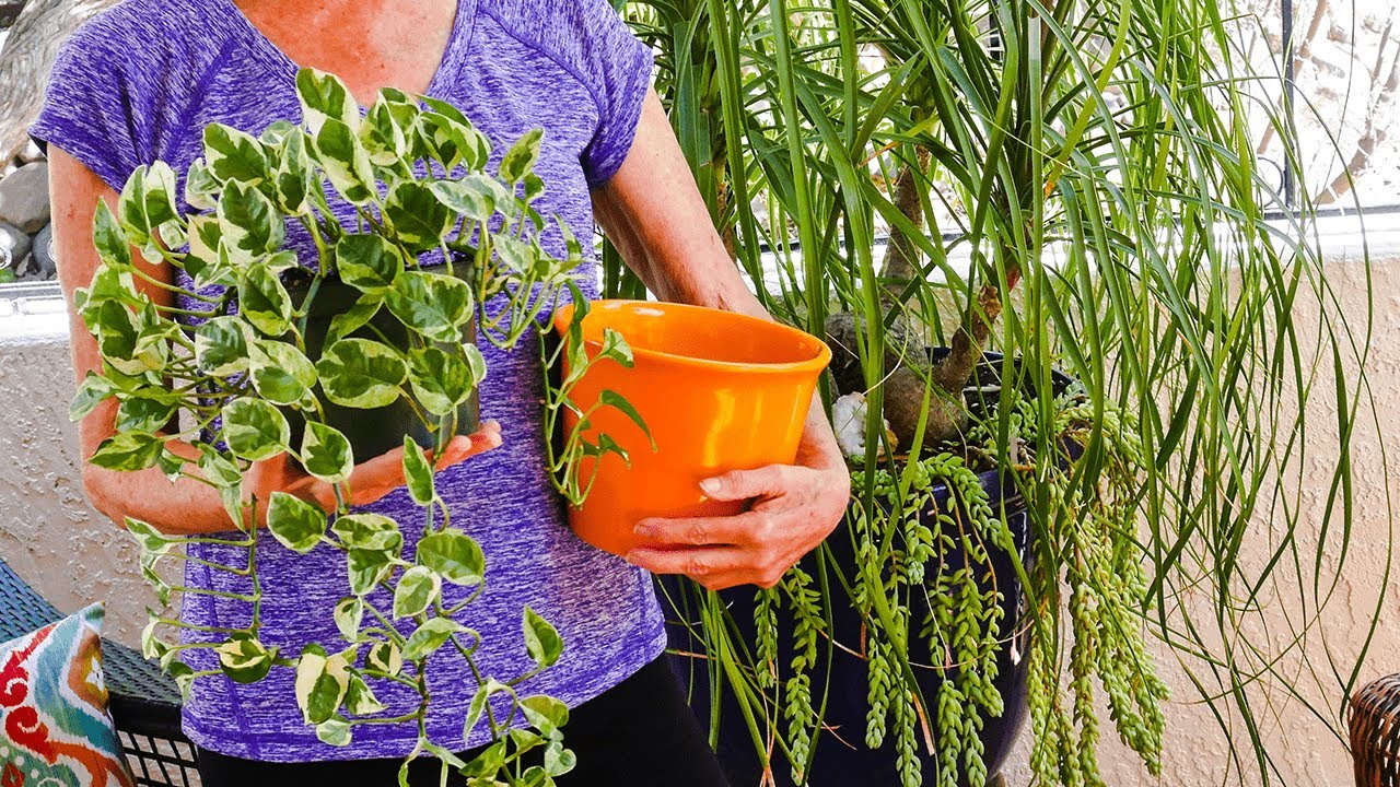 HOUSEPLANT REPOTTING 101: POTHOS (EPIPREMNUM AUREUM)/ JoyUsGarden