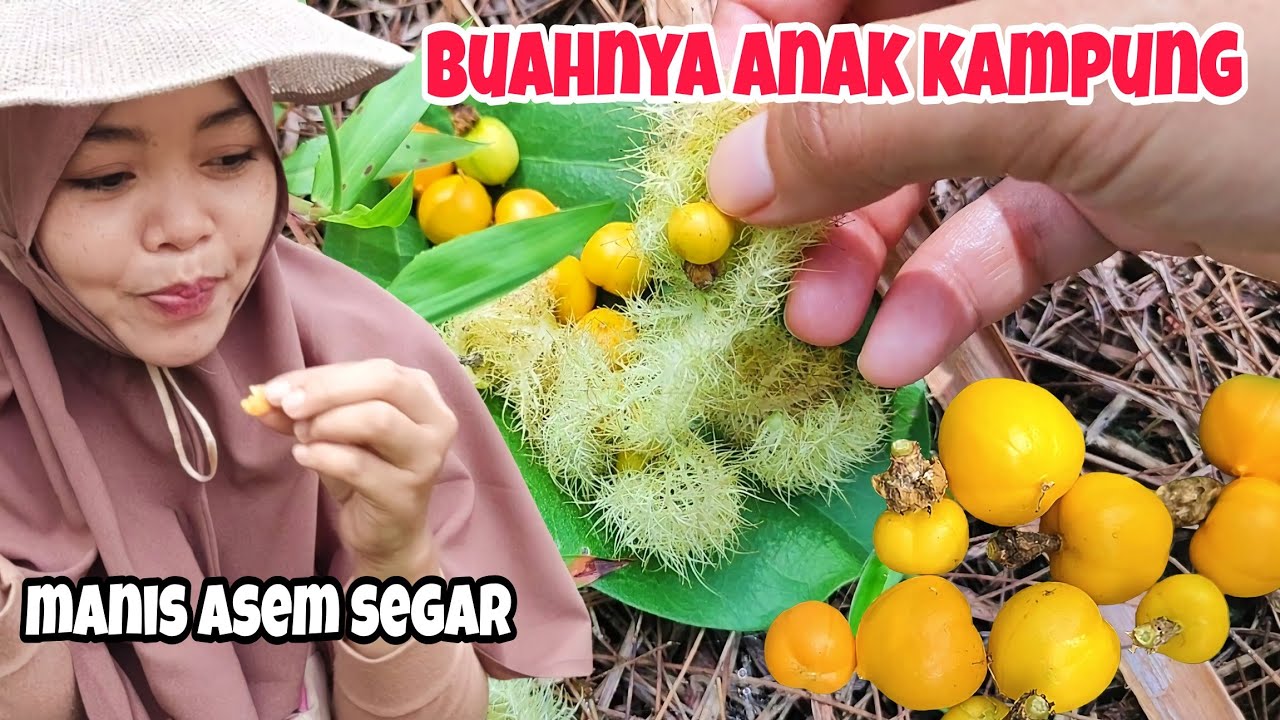 Markisa mini (buah kelubut), mengenang masa kecil mamah nada #buahliar
