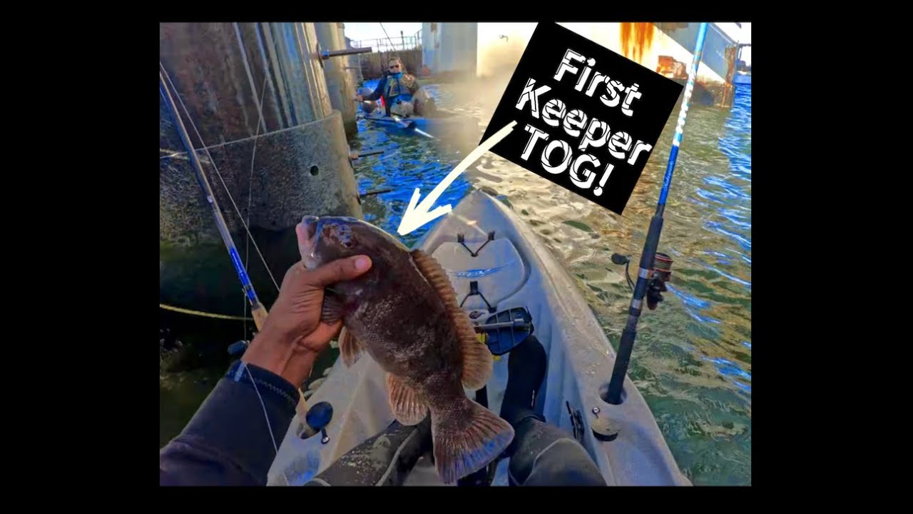 Первый чёрный кипер сезона (Tog) | Рыбалка в заливе Ямайка