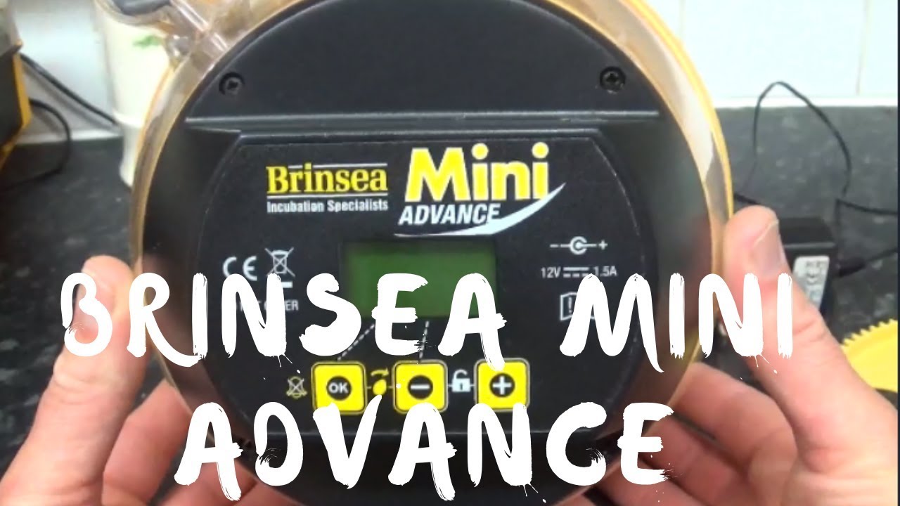Brinsea Mini Advance Incubator Review and Usage