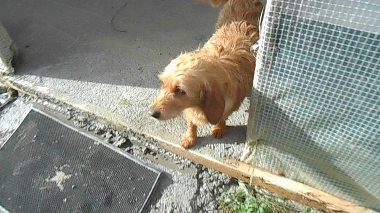 2 petites femelles Basset Fauve de Bretagne