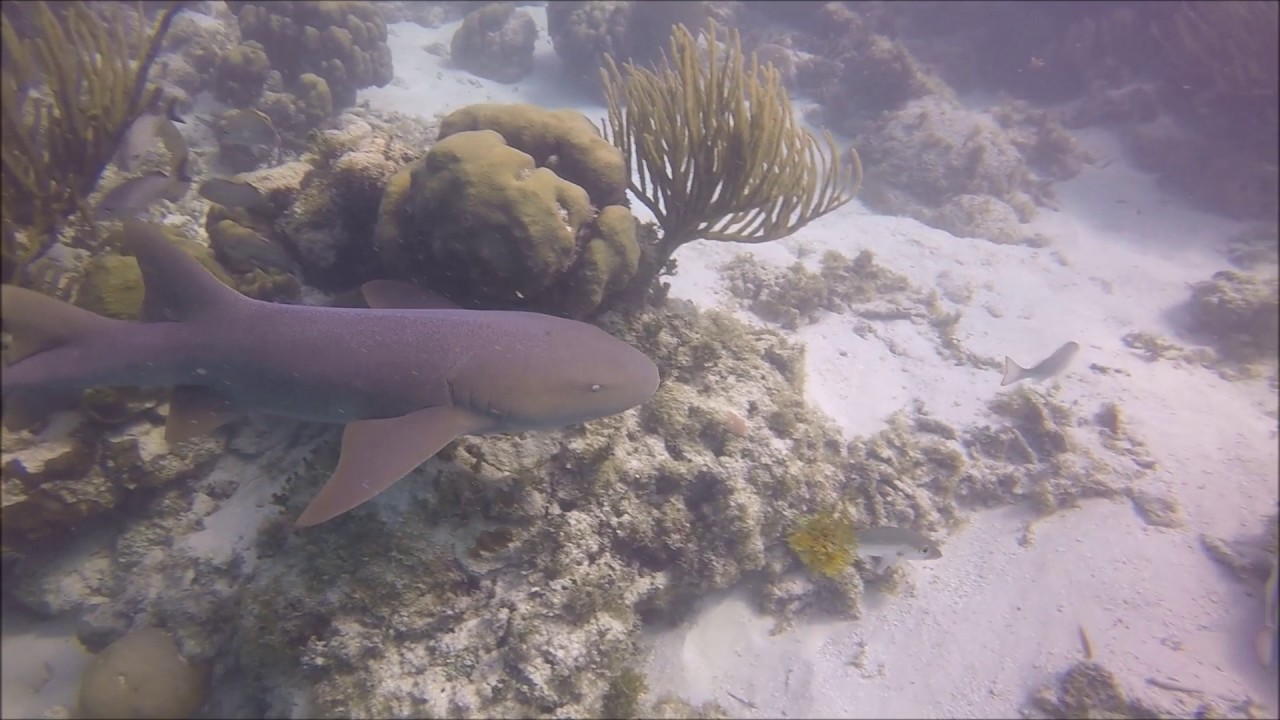 Belize Hol Chan Scuba/Snorkel