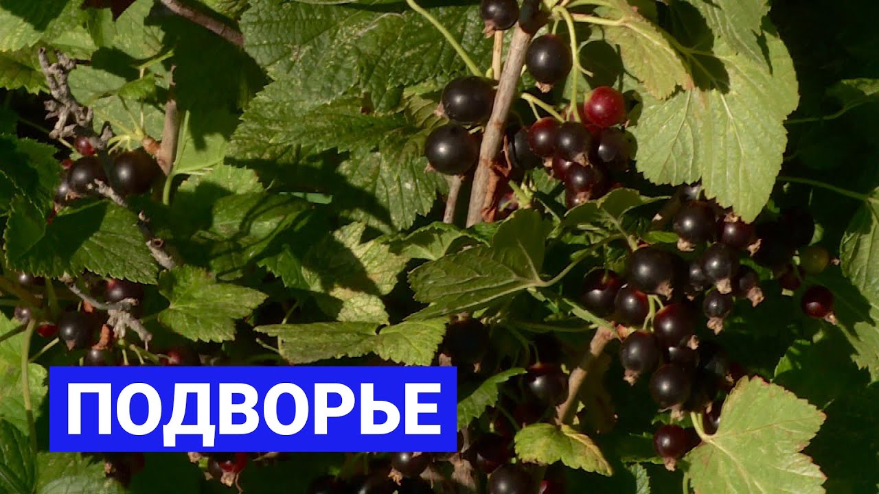 Все о смородине: Подворье (30.07.21)