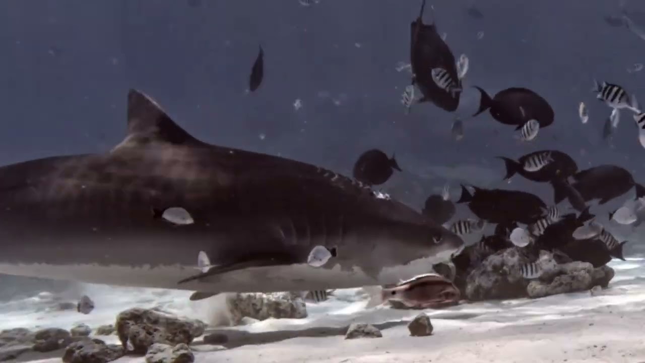 Diving Deep South Maldives/ Tiger Sharks in Fuvahmulah/ Chapter II- Where Pulse Rises /February 2026