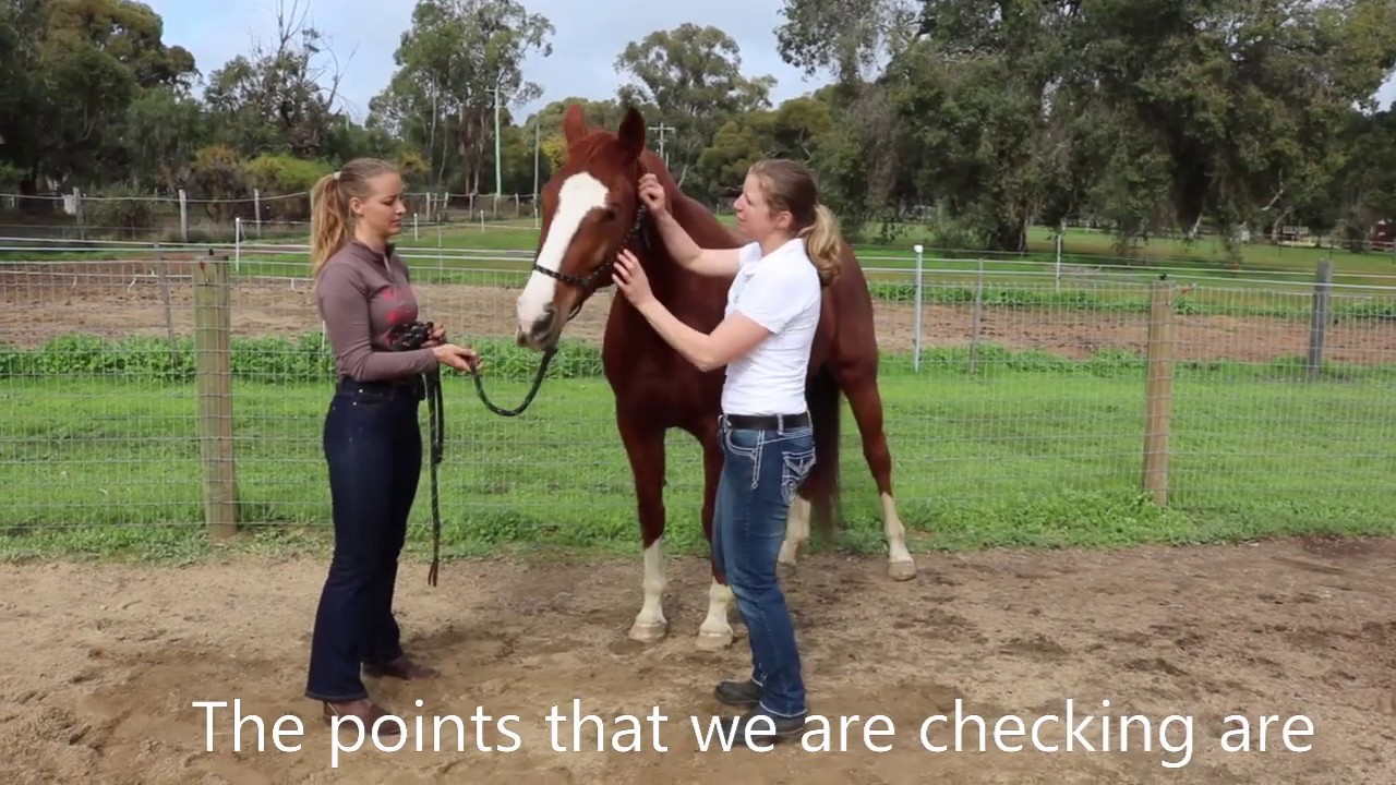 Checking a horse for Equine Gastric Ulcers using acupoint palpation - before and after treatment