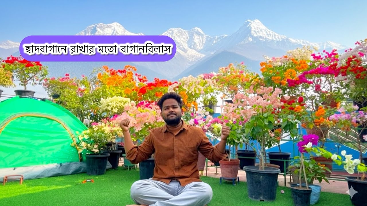 ছাদবাগানে রাখার মতো সেরা বাগানবিলাসের ভ্যারাইটি ✅ 