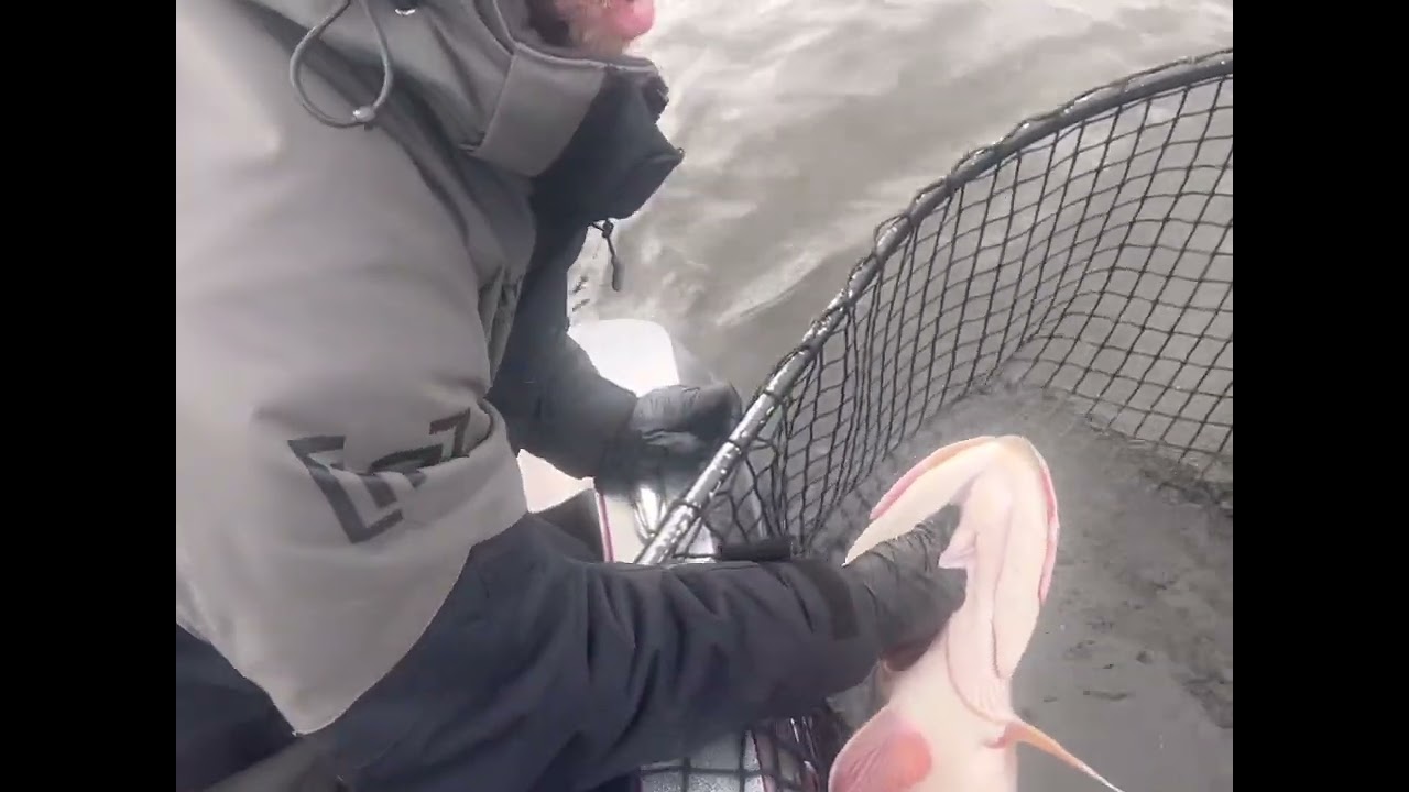 How to pick-up, hold, and control a muskie