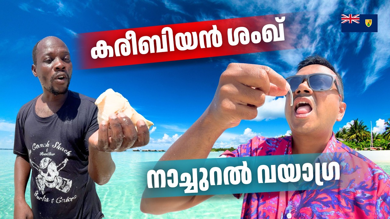 Catching Caribbean Conch | Super Food of the Sea | Makes Men Crazy | ശംഖ് എടുത്ത് പച്ചയ്ക്ക് കഴിച്ചു