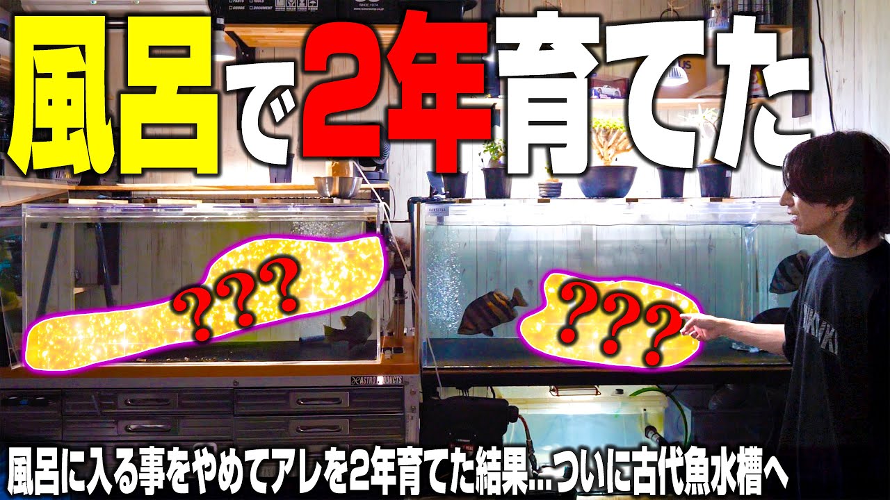 【初公開】2年間お風呂でとんでもない物を育てて古代魚水槽へ入れた結果...