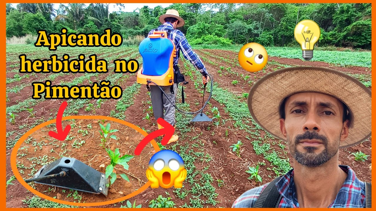 🌿🌱Controle químico das ervas daninhas no pimentão  🌿 🍀capina química.